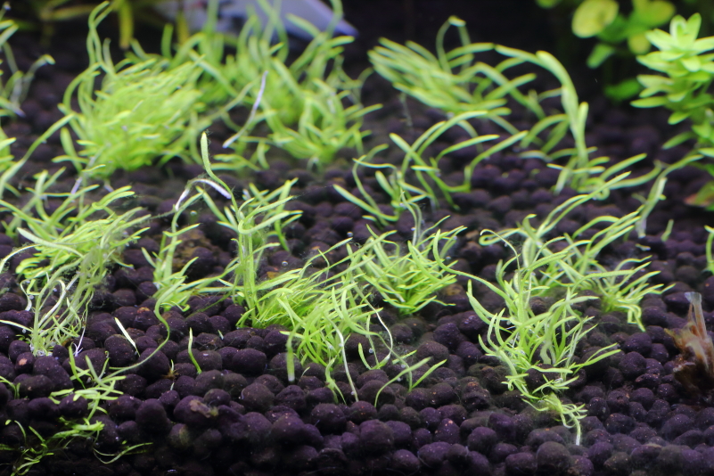 植栽から35日目（植栽しなおし）　ウォーターローン